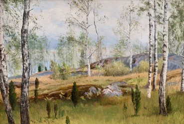 Birch Trees